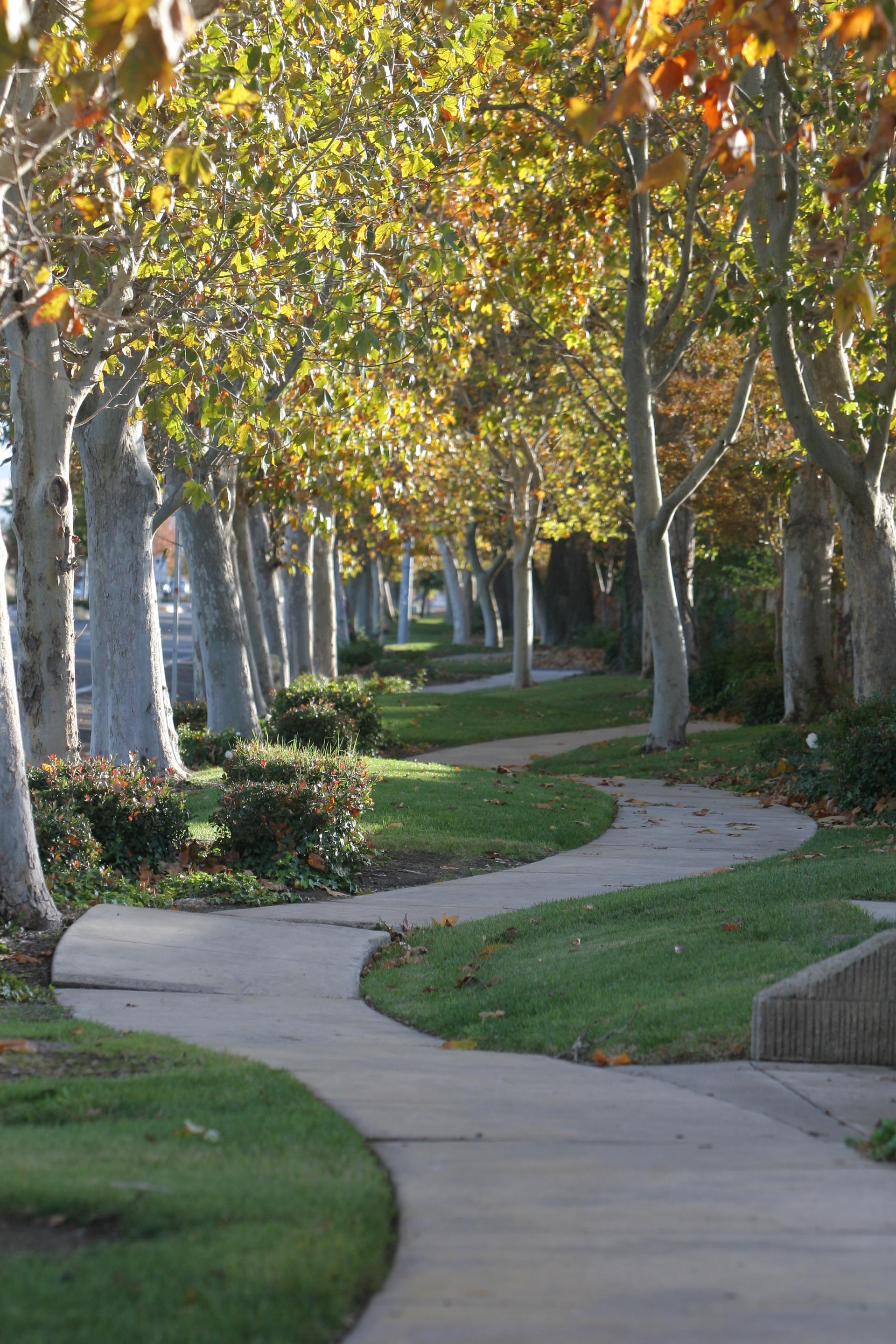 tree-lined sidewalk